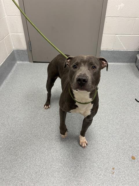 Shelter Stray Male Dog last seen Near, 2600 S Harding St, Indianapolis, IN 46221, USA
