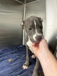 Shelter Stray Male Dog last seen Near, 2600 S Harding St, Indianapolis, IN 46221, USA