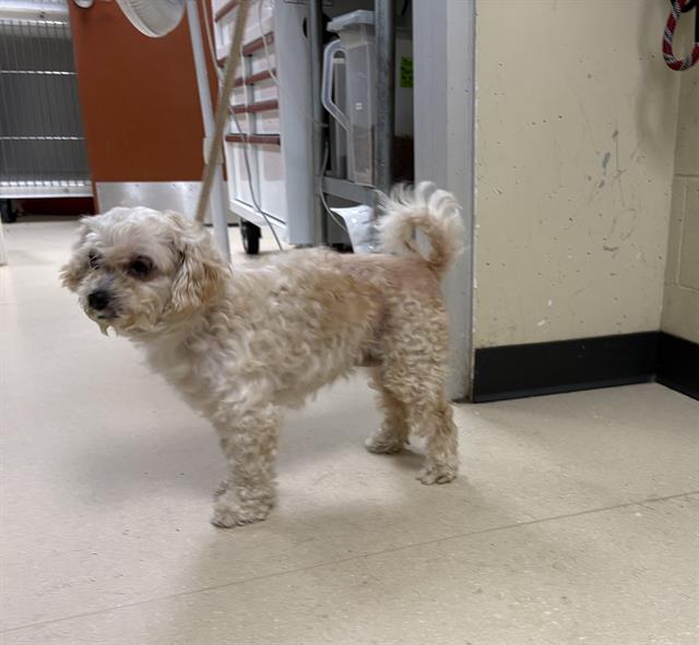 Shelter Stray Female Dog last seen Near BLOCK S 6TH ST, 3839 W Burnham St, West Milwaukee, WI 53215, USA