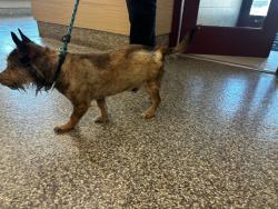 Shelter Stray Unknown Dog last seen Near BLOCK LACY LN, COLORADO SPRINGS CO 80916, 610 Abbot Ln, Colorado Springs, CO 80905, USA