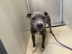 Shelter Stray Female Dog last seen Near BLOCK W LAPHAM BLVD, 3839 W Burnham St, West Milwaukee, WI 53215, USA