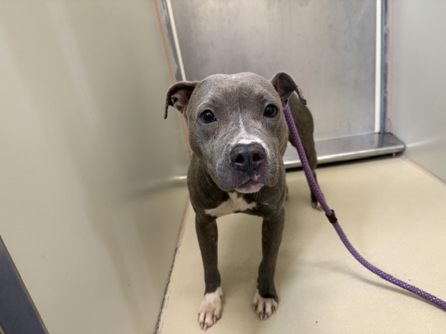 Shelter Stray Female Dog last seen Near BLOCK W LAPHAM BLVD, 3839 W Burnham St, West Milwaukee, WI 53215, USA