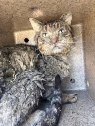 Shelter Stray Unknown Cat last seen Near BLOCK S BRIANS WAY, WEST VALLEY CITY UT 84119, 4522 W 3500 S, West Valley City, UT 84120, USA