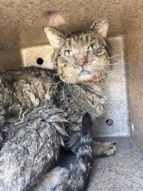 Shelter Stray Unknown Cat last seen Near BLOCK S BRIANS WAY, WEST VALLEY CITY UT 84119, 4522 W 3500 S, West Valley City, UT 84120, USA
