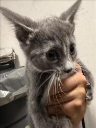 Shelter Stray Unknown Cat last seen , West Valley Animal Shelter, 20655 Plummer St, Chatsworth, CA 91311, USA