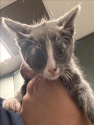 Shelter Stray Unknown Cat last seen , West Valley Animal Shelter, 20655 Plummer St, Chatsworth, CA 91311, USA