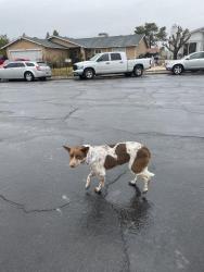 Lost Female Dog last seen lamb and alexander, Las Vegas, NV 89115