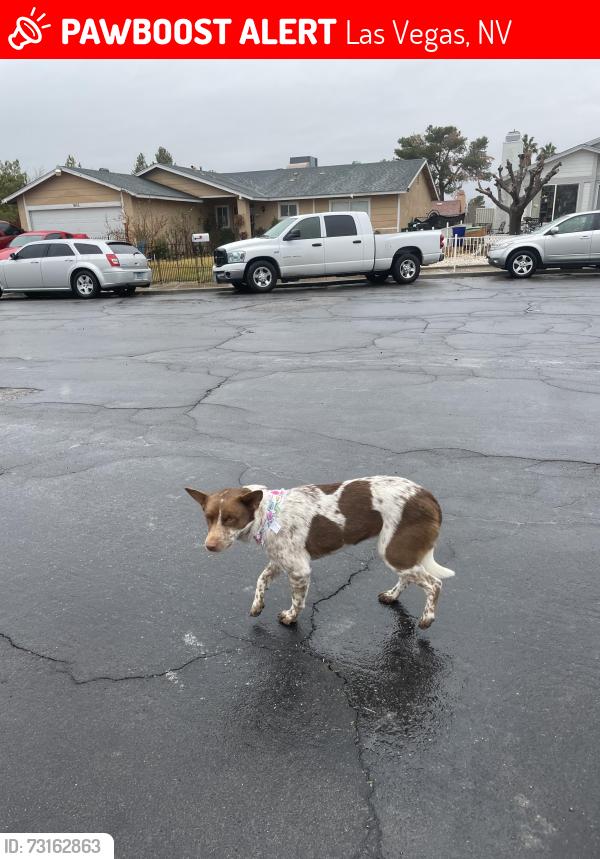 Lost Female Dog last seen lamb and alexander, Las Vegas, NV 89115