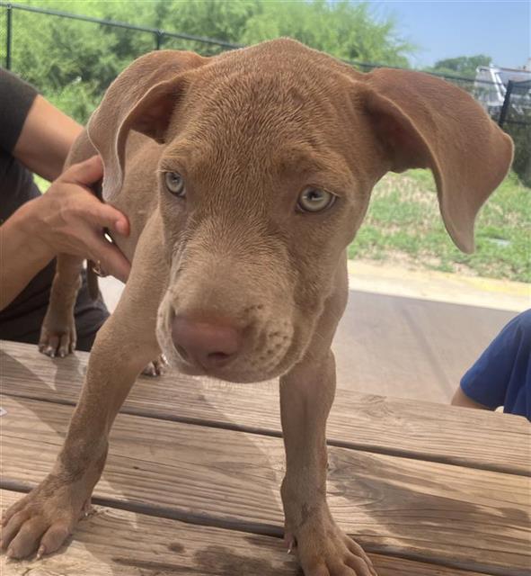 Shelter Stray Male Dog last seen BLOCK OF 2600 CASTROVILLE RD, 4710 TX-151, San Antonio, TX 78227, USA