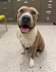 Shelter Stray Male Dog last seen Near BLOCK MAGNOLIA ST 80022, 12155 Park Blvd, Brighton, CO 80601, USA