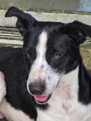 Found/Stray Female Dog last seen 69th and Fairfield, Myrtle Grove, FL 32506