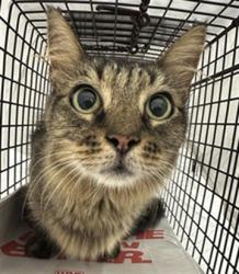 Shelter Stray Unknown Cat last seen Near BLOCK SW 45 TER WEST PARK 33023, 2400 SW 42nd St, Fort Lauderdale, FL 33312, USA