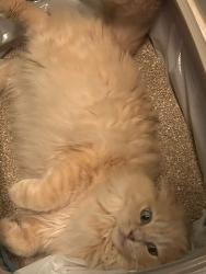 Lost Female Cat last seen Mill Green Place, West Yorkshire, England LS14 5QF