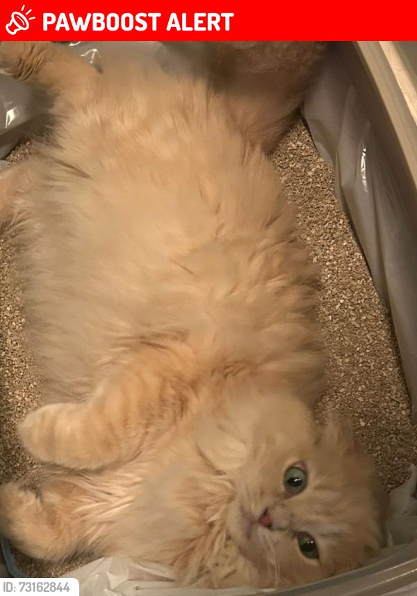 Lost Female Cat last seen Mill Green Place, West Yorkshire, England LS14 5QF
