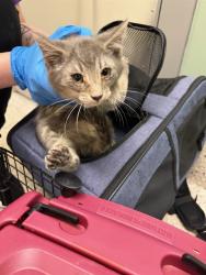 Shelter Stray Unknown Cat last seen Near BLOCK MONA CT, 12155 Park Blvd, Brighton, CO 80601, USA