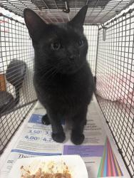 Shelter Stray Male Cat last seen Near BLOCK DILIDO BLVD, MIRAMAR FL 33023, 2400 SW 42nd St, Fort Lauderdale, FL 33312, USA