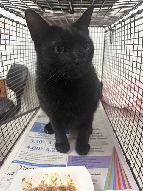 Shelter Stray Male Cat last seen Near BLOCK DILIDO BLVD, MIRAMAR FL 33023, 2400 SW 42nd St, Fort Lauderdale, FL 33312, USA