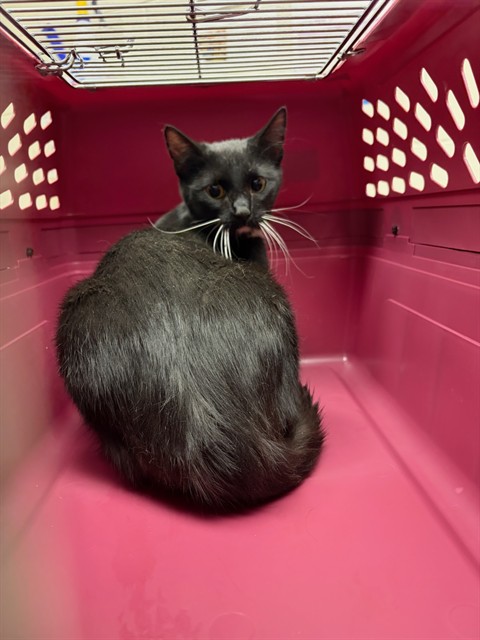 Shelter Stray Unknown Cat last seen Near BLOCK MONA CT, 12155 Park Blvd, Brighton, CO 80601, USA