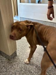 Shelter Stray Female Dog last seen Near BLOCK E ABELINE ST, 12155 Park Blvd, Brighton, CO 80601, USA