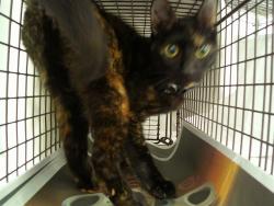 Shelter Stray Unknown Cat last seen Near BLOCK N POWERLINE RD, POMPANO BEACH FL 33069, 2400 SW 42nd St, Fort Lauderdale, FL 33312, USA