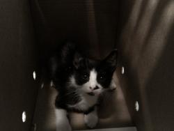 Shelter Stray Unknown Cat last seen Near BLOCK NW 60 WY, SUNRISE FL 33313, 2400 SW 42nd St, Fort Lauderdale, FL 33312, USA