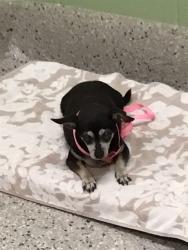 Shelter Stray Female Dog last seen 84TH AND JACKSON, 12155 Park Blvd, Brighton, CO 80601, USA