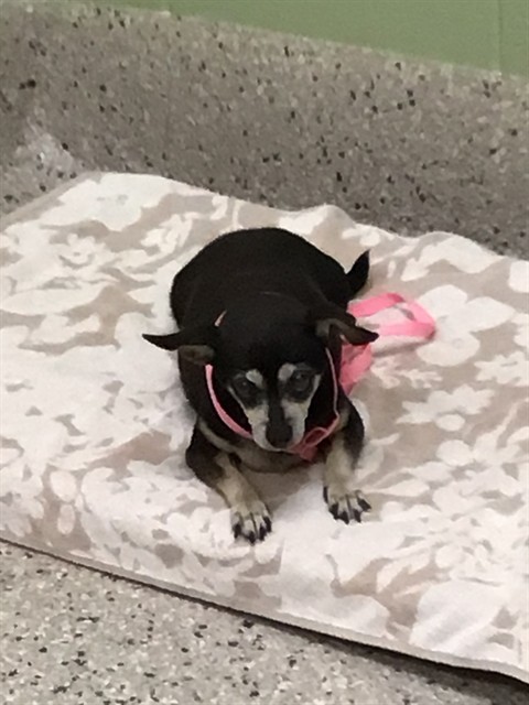 Shelter Stray Female Dog last seen 84TH AND JACKSON, 12155 Park Blvd, Brighton, CO 80601, USA