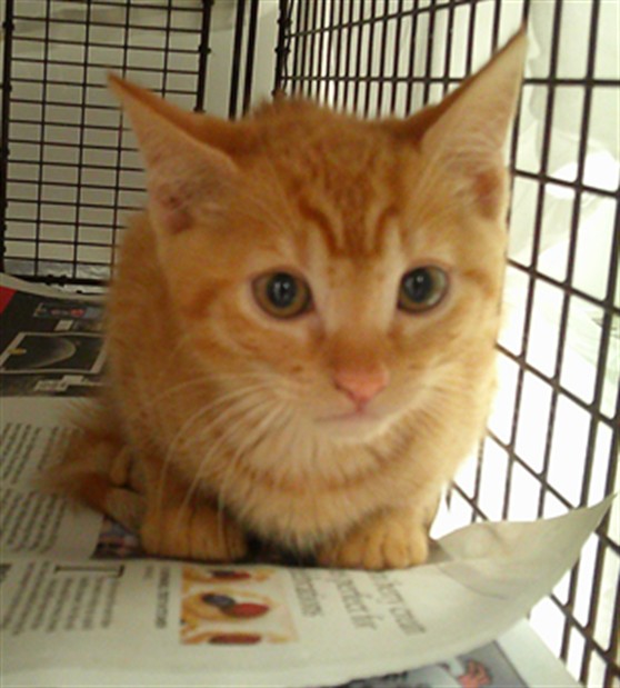 Shelter Stray Male Cat last seen Near BLOCK N POWERLINE RD, POMPANO BEACH FL 33069, 2400 SW 42nd St, Fort Lauderdale, FL 33312, USA