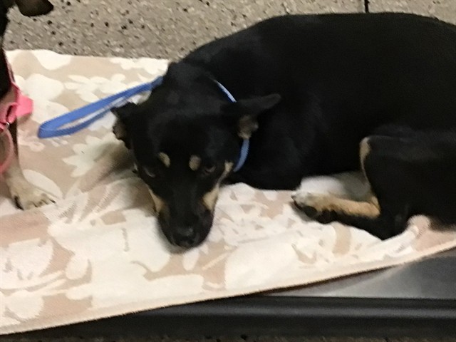 Shelter Stray Female Dog last seen 84TH AND JACKSON, 12155 Park Blvd, Brighton, CO 80601, USA