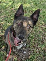 Shelter Stray Female Dog last seen Near BLOCK NW 52 ST, FORT LAUDERDALE FL 33309, 2400 SW 42nd St, Fort Lauderdale, FL 33312, USA