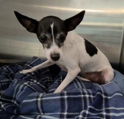 Shelter Stray Female Dog last seen Near BLOCK SW 5 PL, FORT LAUDERDALE FL 33312, 2400 SW 42nd St, Fort Lauderdale, FL 33312, USA