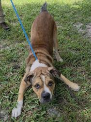 Shelter Stray Male Dog last seen Near BLOCK AZALEA CIR, MIRAMAR FL 33025, 2400 SW 42nd St, Fort Lauderdale, FL 33312, USA