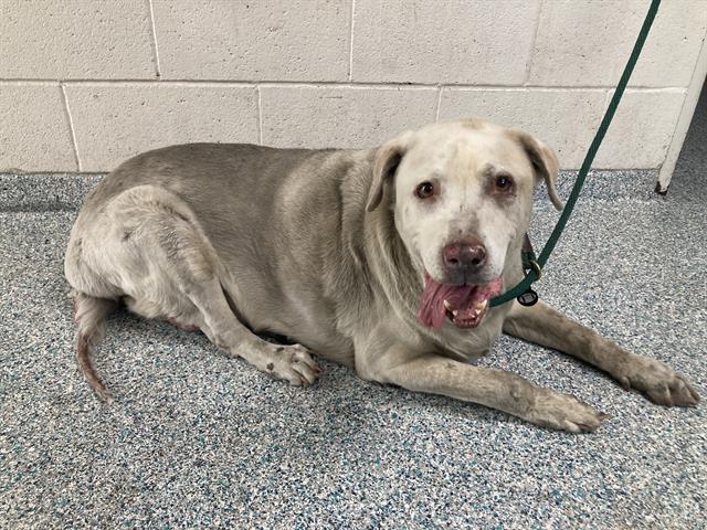 Shelter Stray Male Dog last seen Near BLK E GORDON ST LONG BEACH CA 90805, 7700 E Spring St, Long Beach, CA 90815, USA