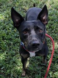 Shelter Stray Female Dog last seen Near BLOCK SOUTHGATE BLVD, TAMARAC, FL 33321, 2400 SW 42nd St, Fort Lauderdale, FL 33312, USA