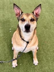 Shelter Stray Male Dog last seen , 3201 Lacy St, Los Angeles, CA 90031, USA