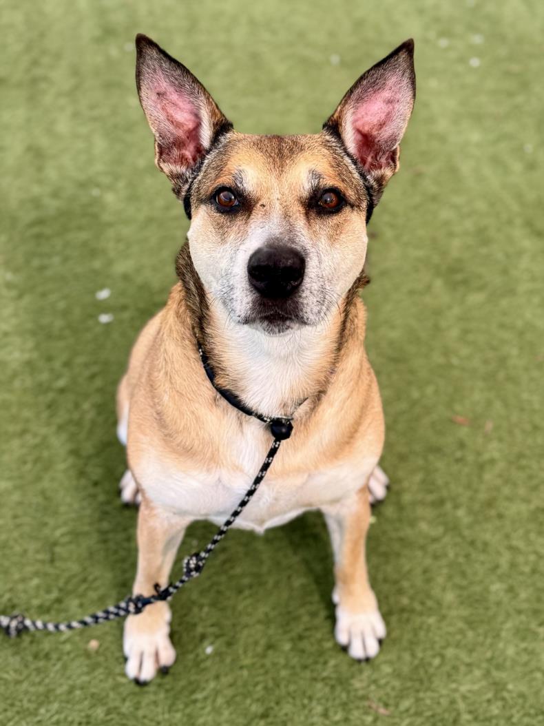Shelter Stray Male Dog last seen , 3201 Lacy St, Los Angeles, CA 90031, USA