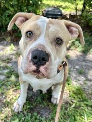 Shelter Stray Female Dog last seen SW 42ND STREET, FORT LAUDERDALE, FL 33312, 2400 SW 42nd St, Fort Lauderdale, FL 33312, USA