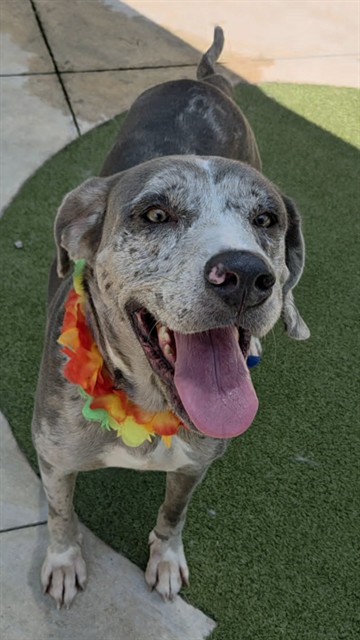 Shelter Stray Female Dog last seen Near BLOCK NW 8 ST, POMPANO BEACH FL 33060, 2400 SW 42nd St, Fort Lauderdale, FL 33312, USA
