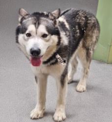 Shelter Stray Male Dog last seen , 3201 Lacy St, Los Angeles, CA 90031, USA