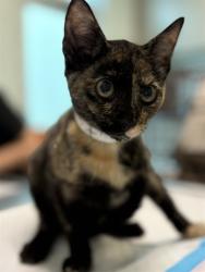 Shelter Stray Female Cat last seen SHANGRI LA BLVD/TAIPEI ISLAND LN, LEESBURG, 12280 County Rd 448, Tavares, FL 32778, USA