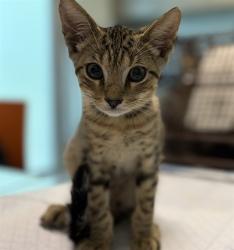 Shelter Stray Male Cat last seen SHANGRI LA BLVD/TAIPEI ISLAND LN, LEESBURG, 12280 County Rd 448, Tavares, FL 32778, USA