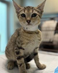 Shelter Stray Female Cat last seen SHANGRI LA BLVD/TAIPEI ISLAND LN, LEESBURG, 12280 County Rd 448, Tavares, FL 32778, USA