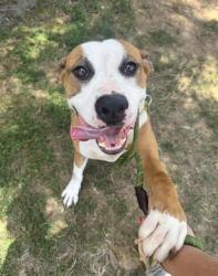 Shelter Stray Female Dog last seen CHARLOTTE, 8315 Byrum Dr, Charlotte, NC 28217, USA