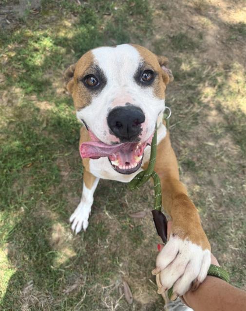 Shelter Stray Female Dog last seen CHARLOTTE, 8315 Byrum Dr, Charlotte, NC 28217, USA