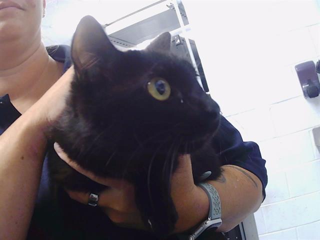 Shelter Stray Female Cat last seen CHARLOTTE, 8315 Byrum Dr, Charlotte, NC 28217, USA