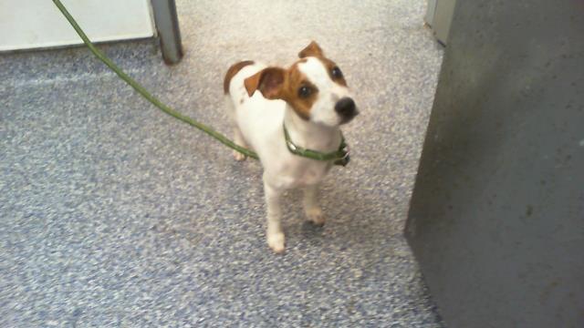 Shelter Stray Male Dog last seen CHARLOTTE, 8315 Byrum Dr, Charlotte, NC 28217, USA