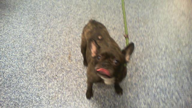 Shelter Stray Female Dog last seen CHARLOTTE, 8315 Byrum Dr, Charlotte, NC 28217, USA