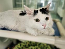 Shelter Stray Male Cat last seen Near BLOCK MANZANO NE, 8920 Lomas Blvd NE, Albuquerque, NM 87112, USA