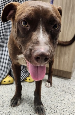 Shelter Stray Female Dog last seen Near BLOCK W JEFFERSON AVE, DETROIT MI 48209, 7401 Chrysler Dr, Detroit, MI 48211, USA