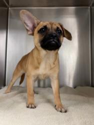 Shelter Stray Female Dog last seen , 14409 Vanowen St, Van Nuys, CA 91405, USA